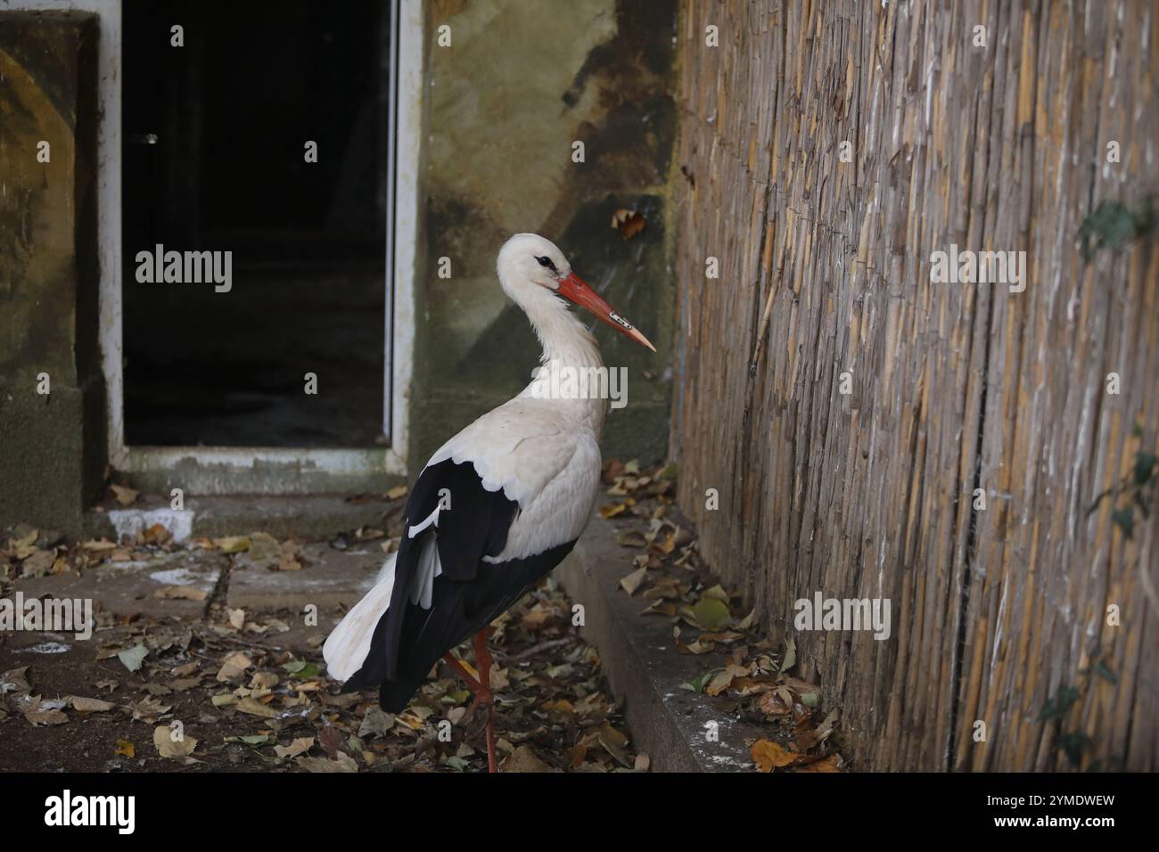 Weißstorch im Zoo Sofia mit 3D-gedruckter Schnabelprothese. Die Prothese ermöglicht es dem Tier, normal zu essen und rettet tatsächlich sein Leben Stockfoto