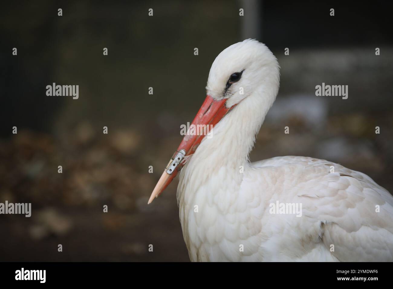 Weißstorch im Zoo Sofia mit 3D-gedruckter Schnabelprothese. Die Prothese ermöglicht es dem Tier, normal zu essen und rettet tatsächlich sein Leben Stockfoto