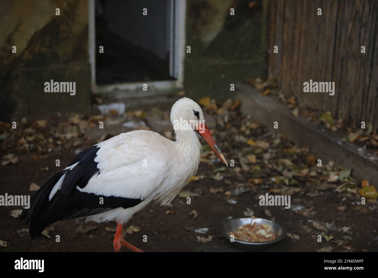 Weißstorch im Zoo Sofia mit 3D-gedruckter Schnabelprothese. Die Prothese ermöglicht es dem Tier, normal zu essen und rettet tatsächlich sein Leben Stockfoto