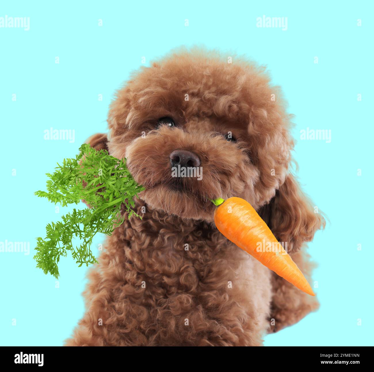 Süßer Maltipoo Hund mit frischer Karotte auf hellblauem Hintergrund Stockfoto