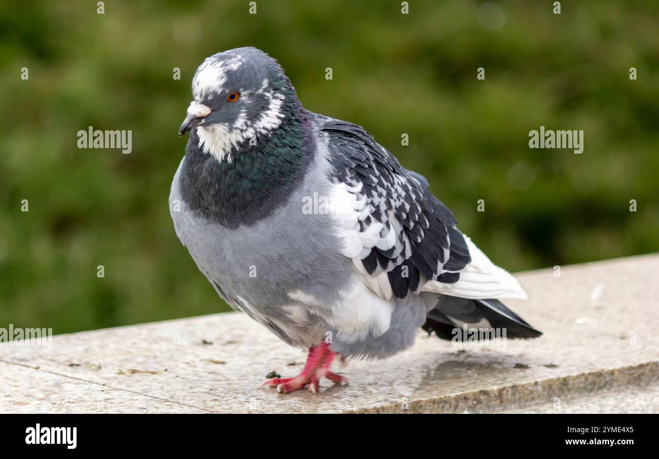 Eine blaue Taube. Diese Vögel wurden vom Menschen gezähmt. Stockfoto