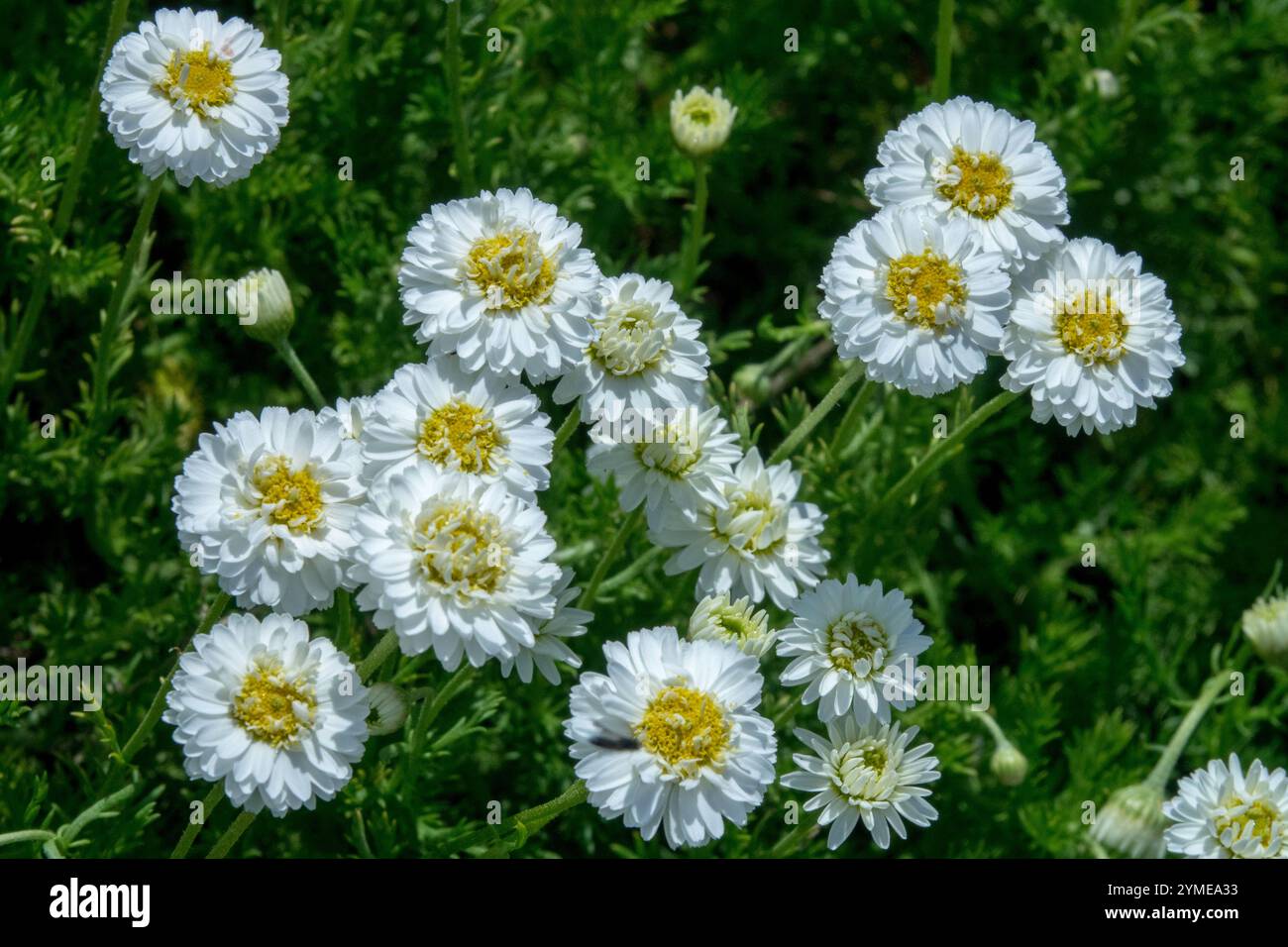 Römische Chamomile Chamaemelum nobile „Flore pleno“ Stockfoto