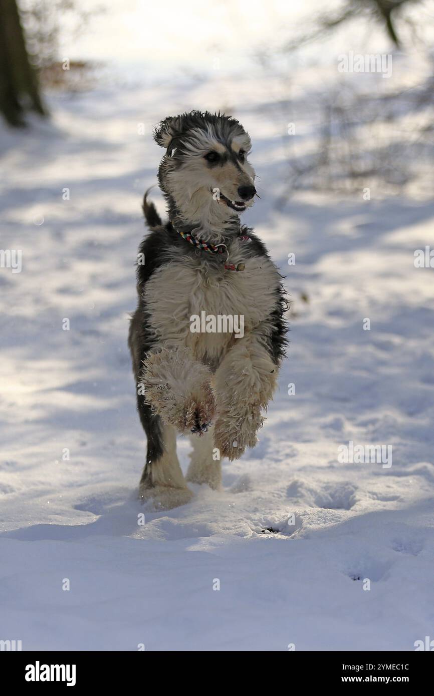 Afghanisch, afghanischer Hund, windhund, Laufen, Schnee Stockfoto