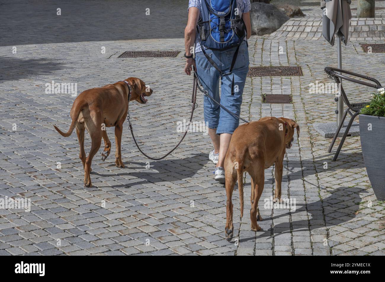 Hundegang in einem Dorf, Hunde, Rhodesian Ridgeback Rasse, Bayern, Deutschland, Europa Stockfoto