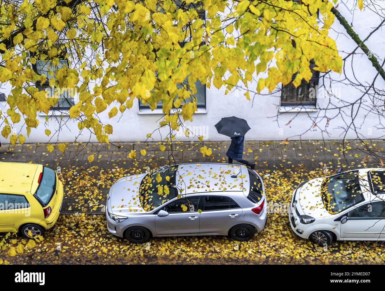 Herbst, regnerisches Wetter, Wohnstraße, geparkte Fahrzeuge, nasse Blätter auf der Straße, Gehsteig, Baum, Linde, mit gelben Blättern, Essen, N Stockfoto