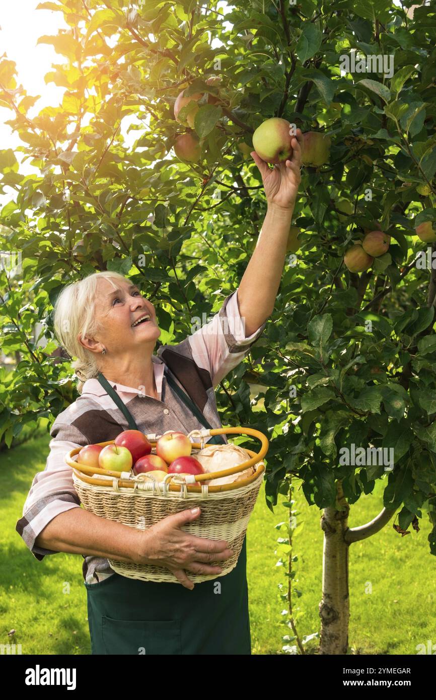 Ältere Frau pflückt Äpfel. Glückliche Dame, die einen Korb hält Stockfoto