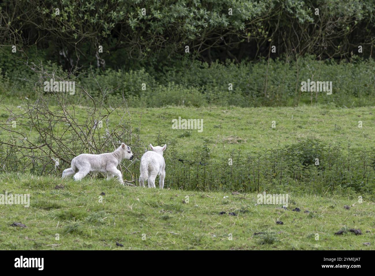 Junge Lämmer auf einem Feld bei Carsington Water in Derbyshire Stockfoto