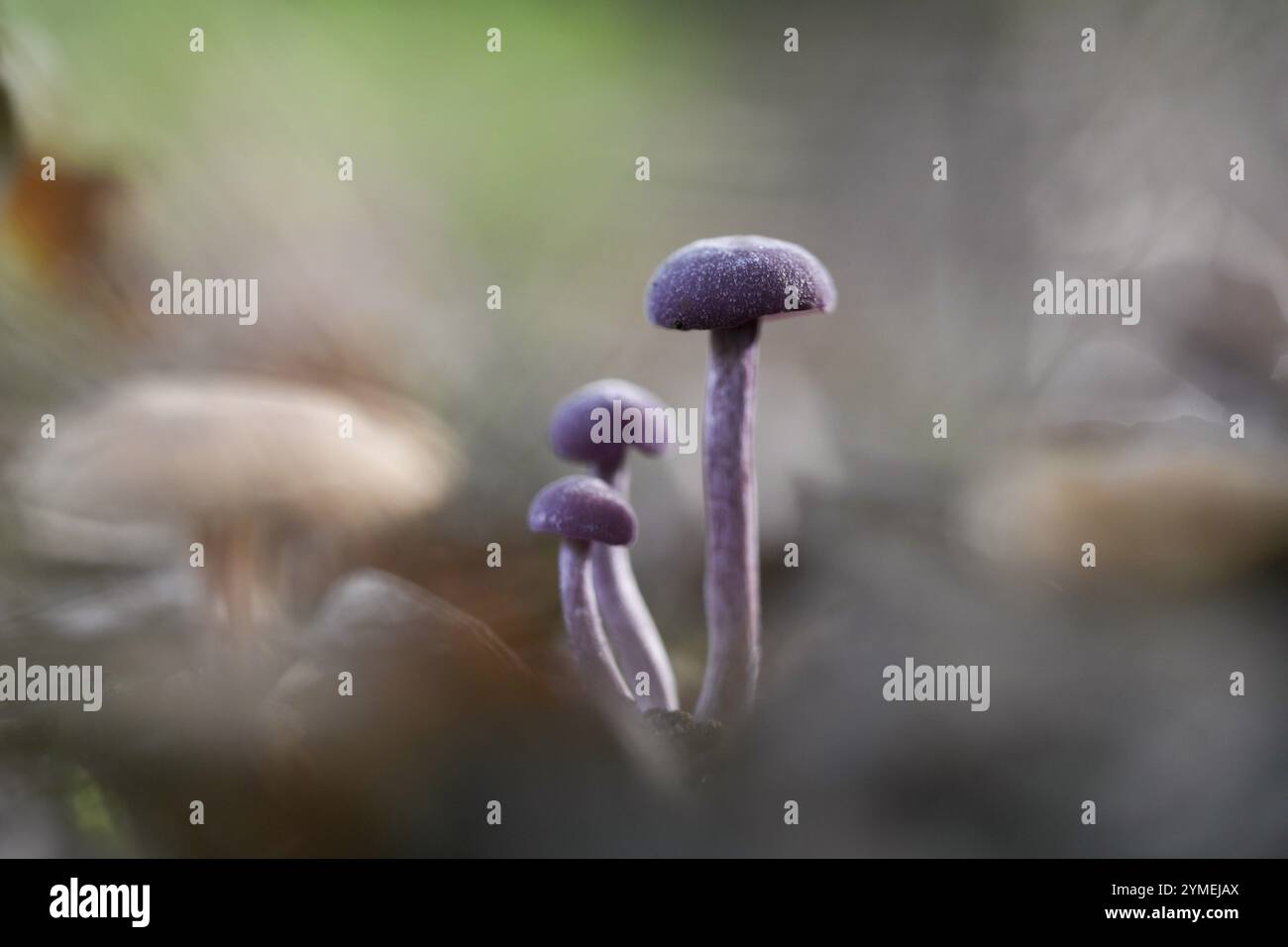 Amethyst Deceiver (Laccaria amethystina), drei Fruchtkörper auf dem Waldboden, Nordrhein-Westfalen, Deutschland, Europa Stockfoto