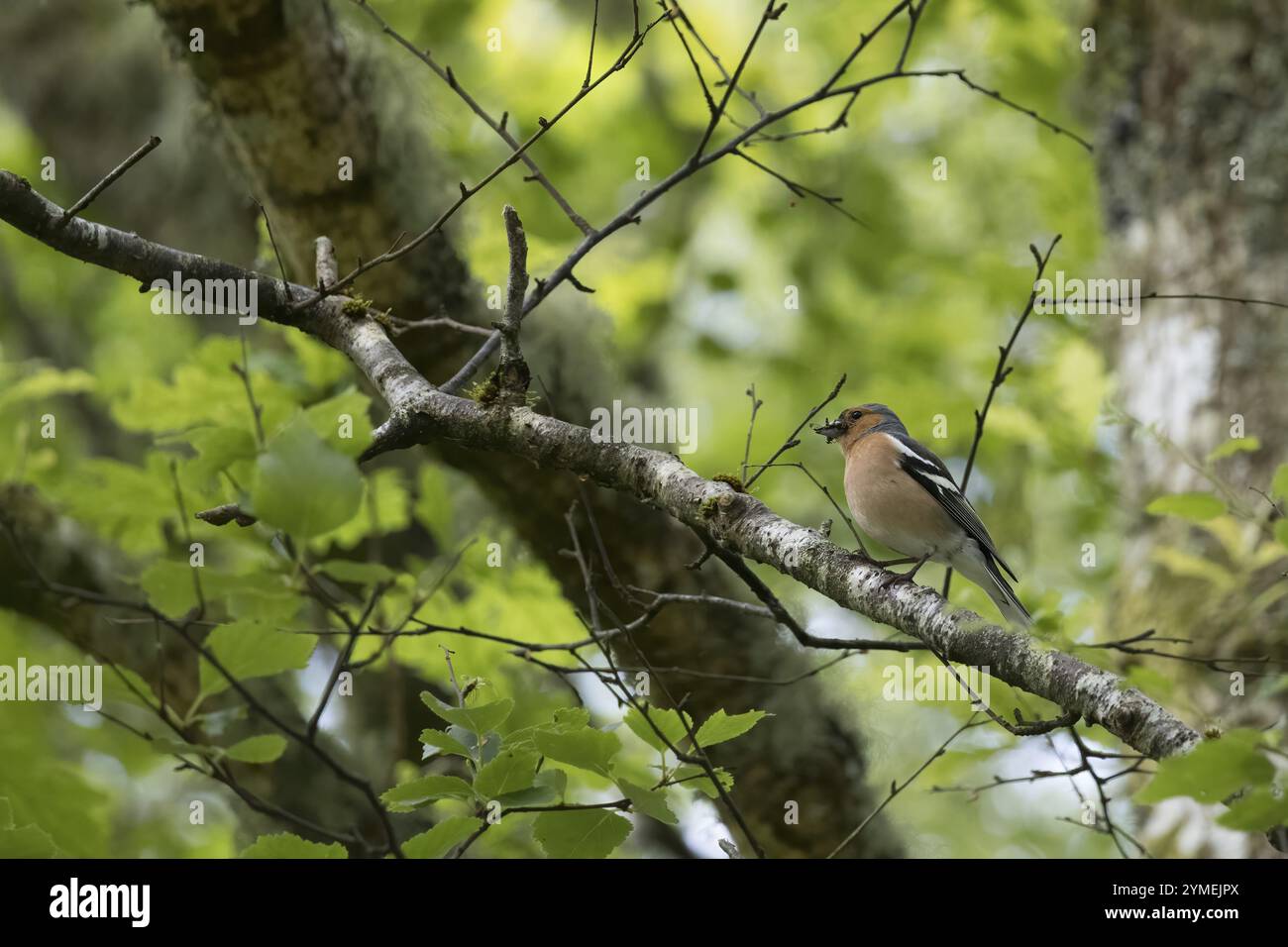 Gemeiner Chaffinch, Fringilla Coelebs, mit Insekten im Mund, die im Frühling auf einem Zweig sitzen Stockfoto