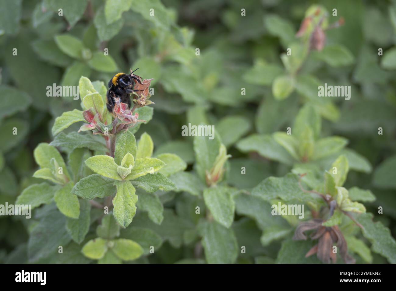 Hummel ernährt sich von einer Cistus-Pflanze Stockfoto