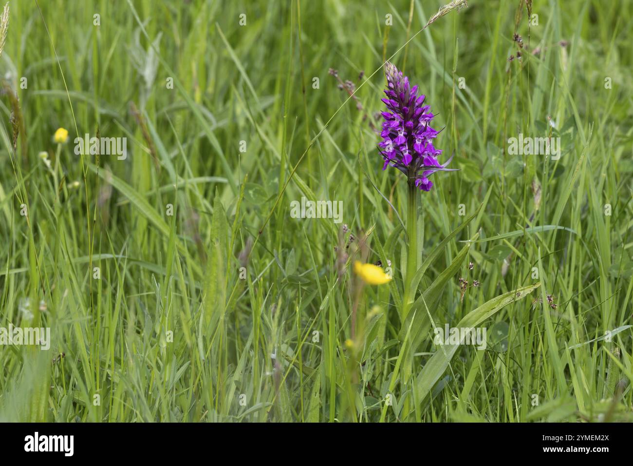 Eine frühe Purple Orchid, Orchis mascula, blüht in der Nähe von Carsington Water in Derbyshire Stockfoto