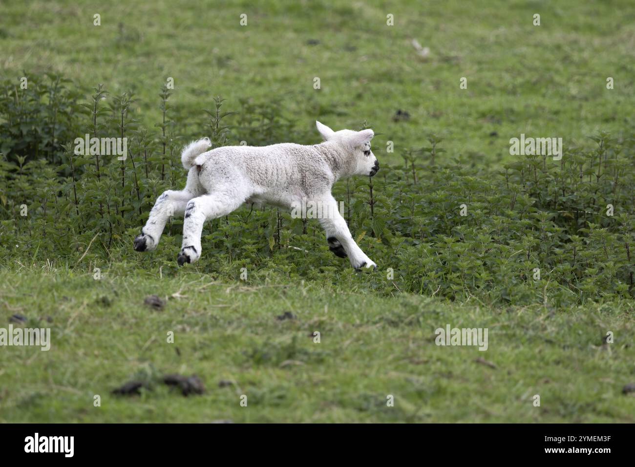 Junglamm auf einem Feld bei Carsington Water in Derbyshire Stockfoto