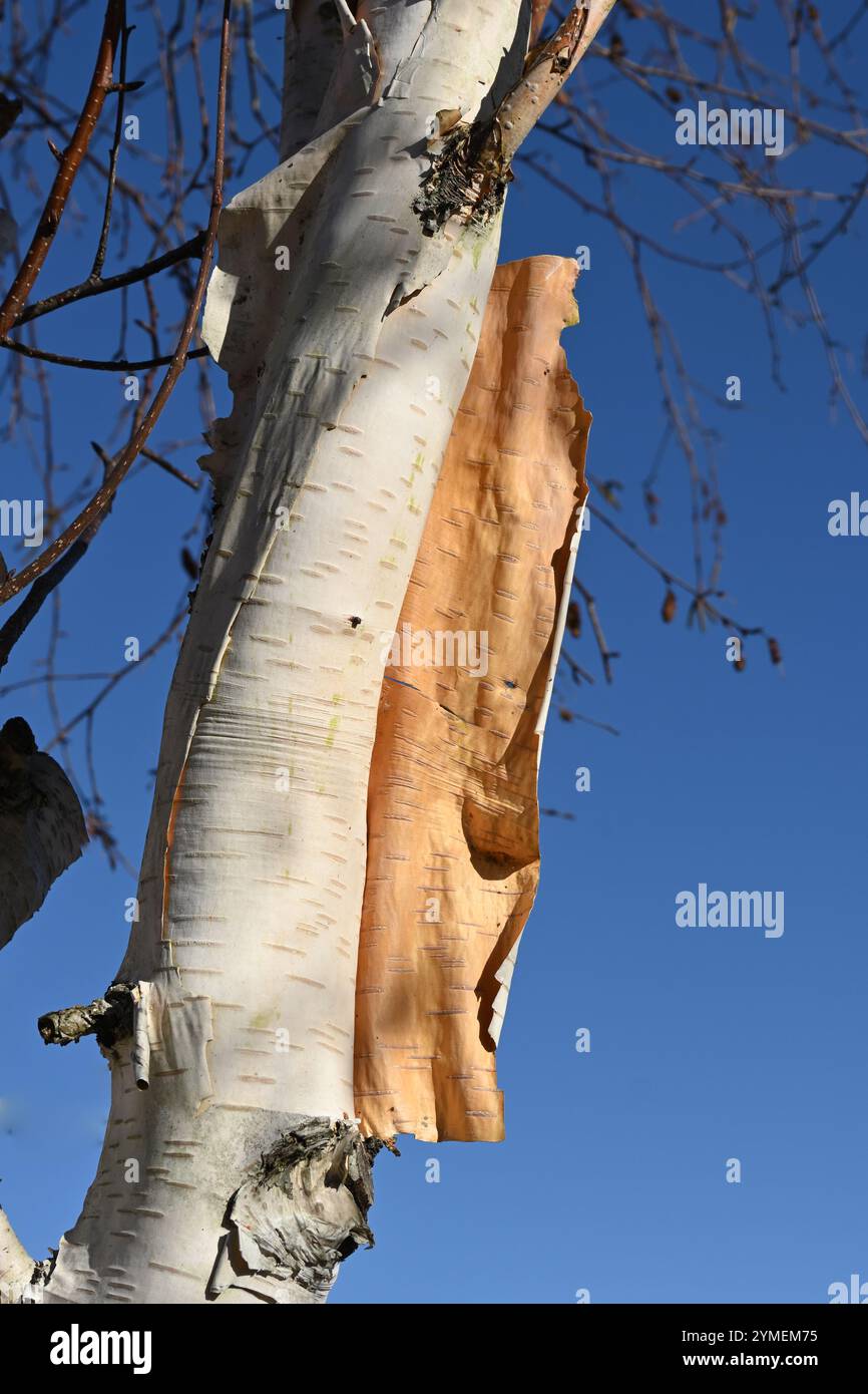 Weiße, papierartige Schälrinde von Betula utilis var. Jacquemontii oder weiße oder Himalaya-Birke UK November Stockfoto