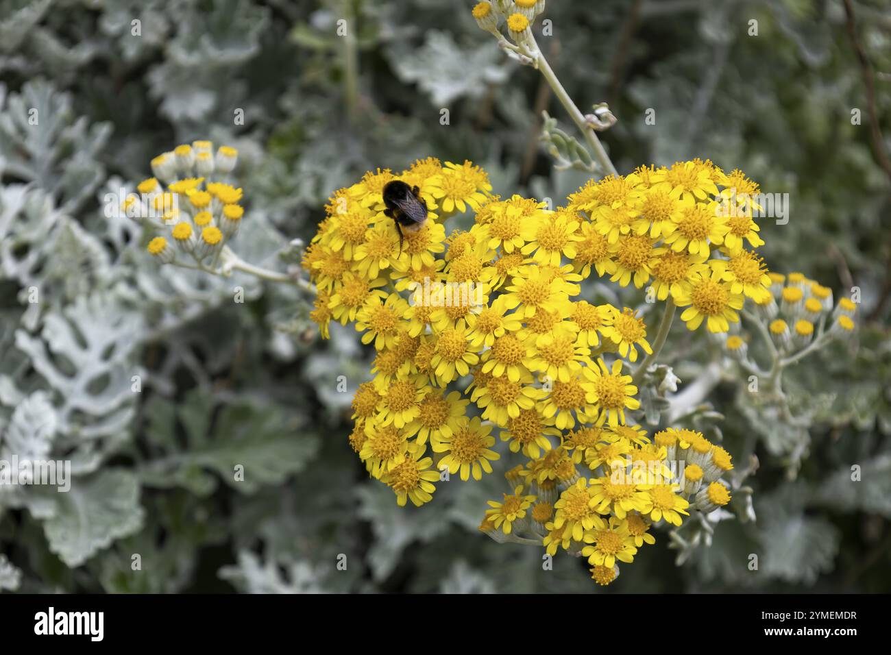 Biene auf Dusty-Miller, Jacobaea maritima, blühend in Polzunder Cornwall Stockfoto