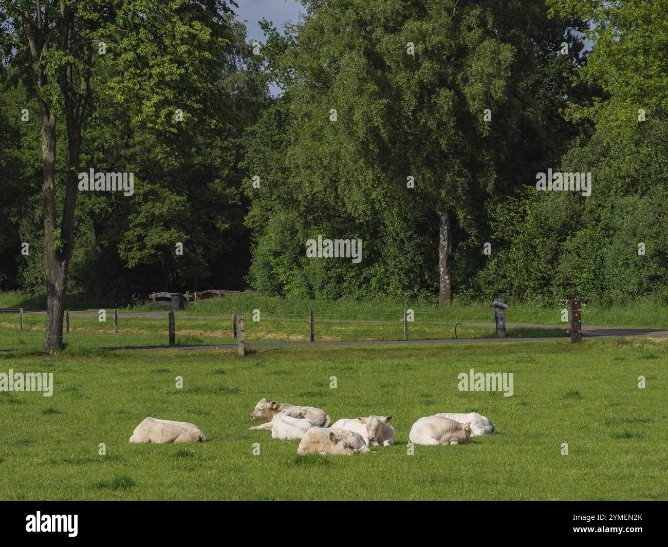 Gruppe liegender Kühe in einer parkähnlichen Landschaft mit Bäumen, borken, münsterland, deutschland Stockfoto