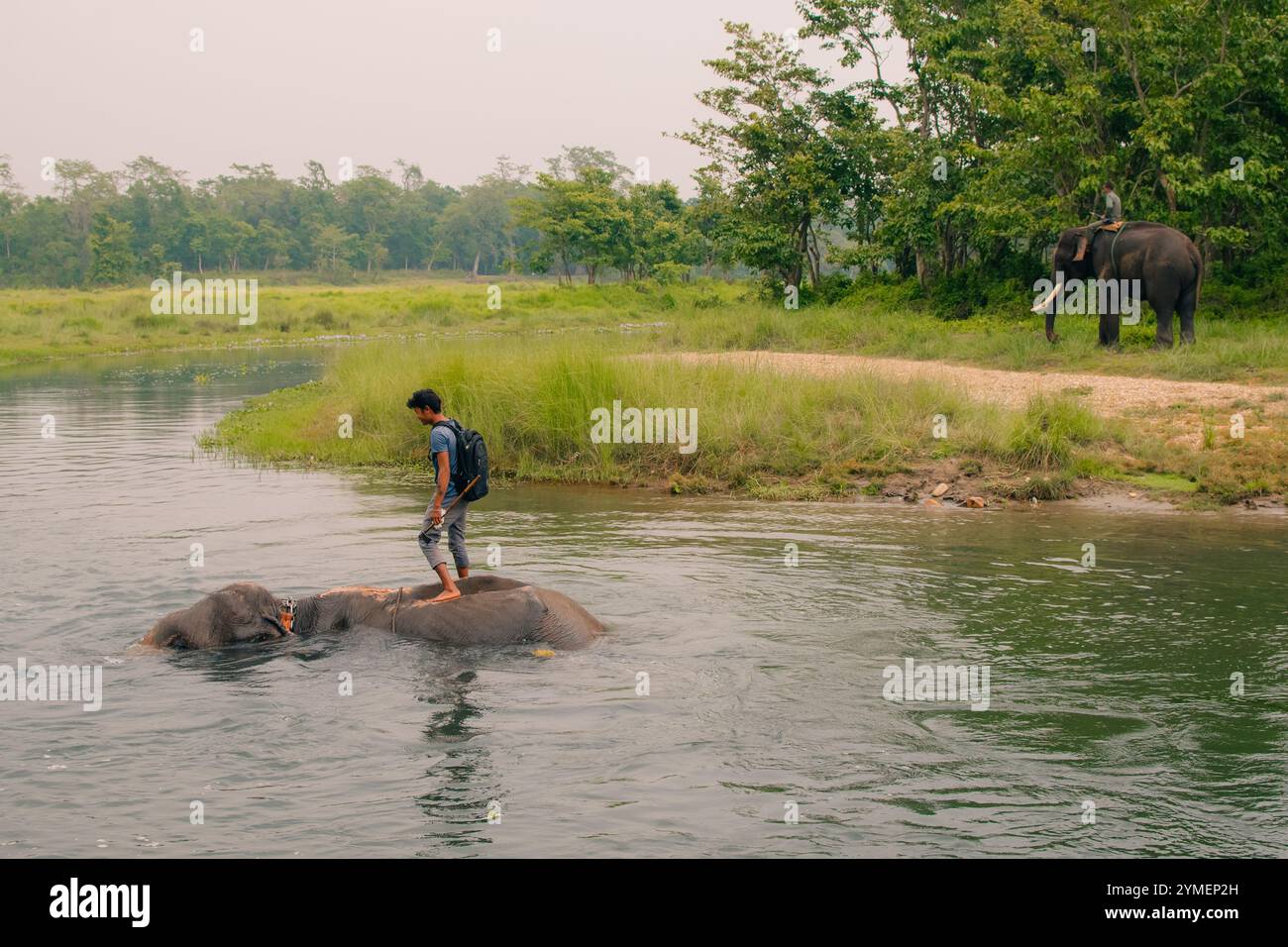 Niedliche asiatische Elefanten, die Wasser aus seinem Stamm in Chitwan N.P. Nepal blasen - 2. september 2024. Hochwertige Fotos Stockfoto