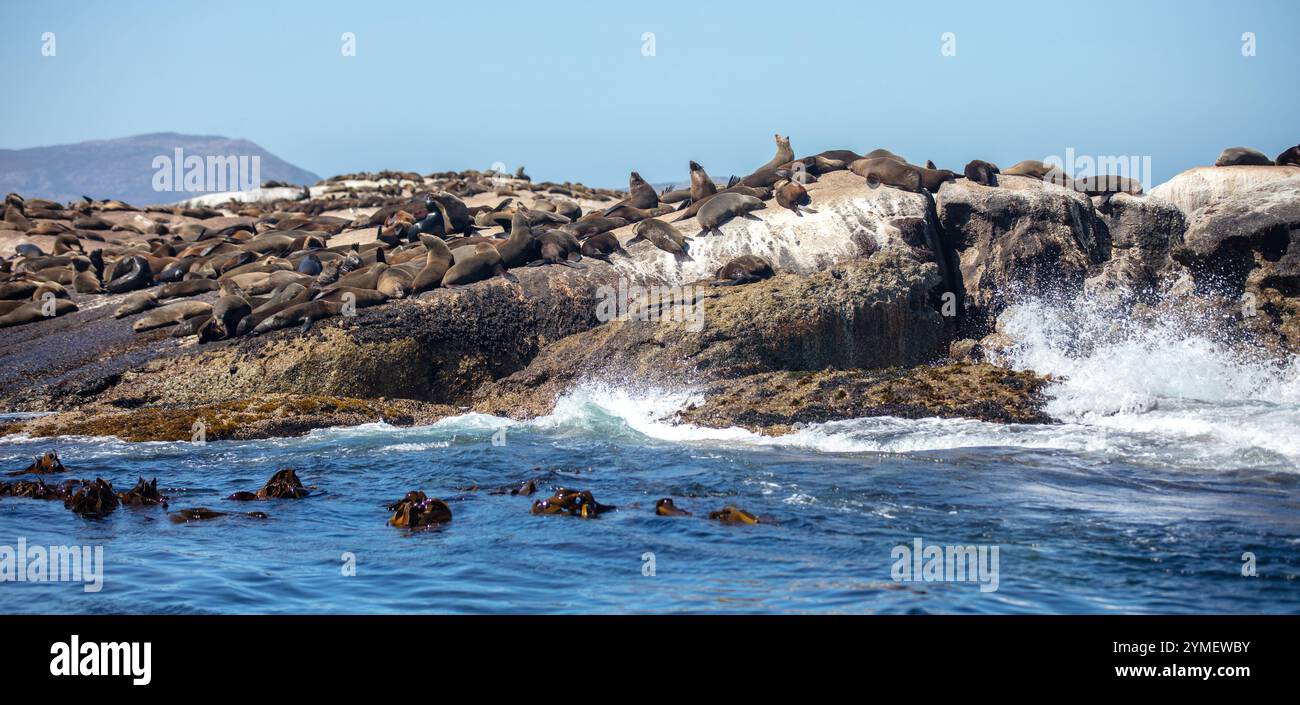 Seal Island, Kapstadt Südafrika. Braune Seehunde Arctocephalus pusillus Kolonie auf Duiker Island Stockfoto