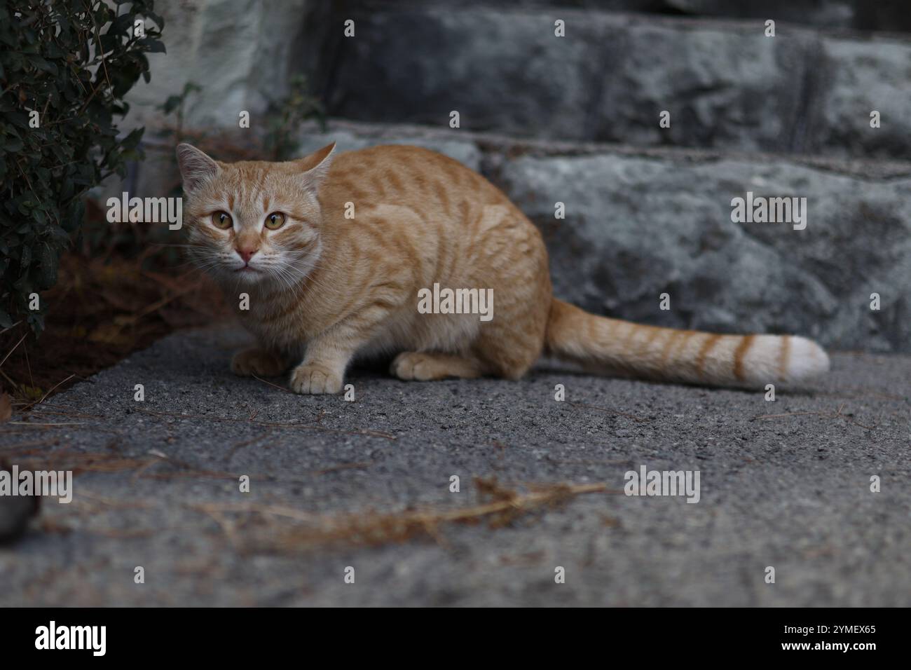 Eine neugierige Katze mit goldenen Augen, gefangen in einer Parklandschaft. Leicht gestresst, aber dennoch voller Charme, der seinen flauschigen Mantel und seine einzigartige Persönlichkeit unterstreicht. Stockfoto