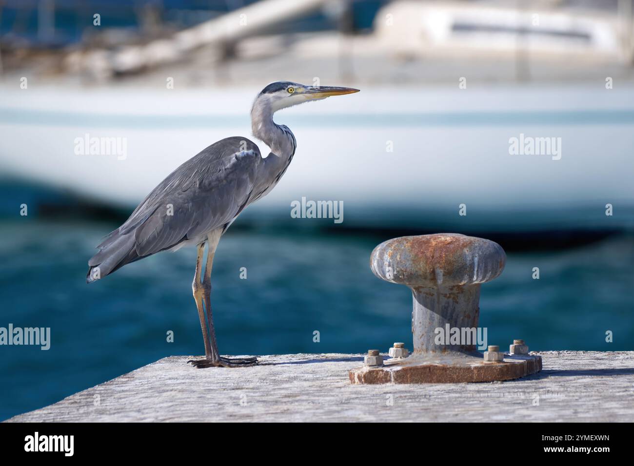 Graureiher (Ardea cinerea), der im Hafen am Kai neben einem alten rostigen Schiffspoller steht Stockfoto