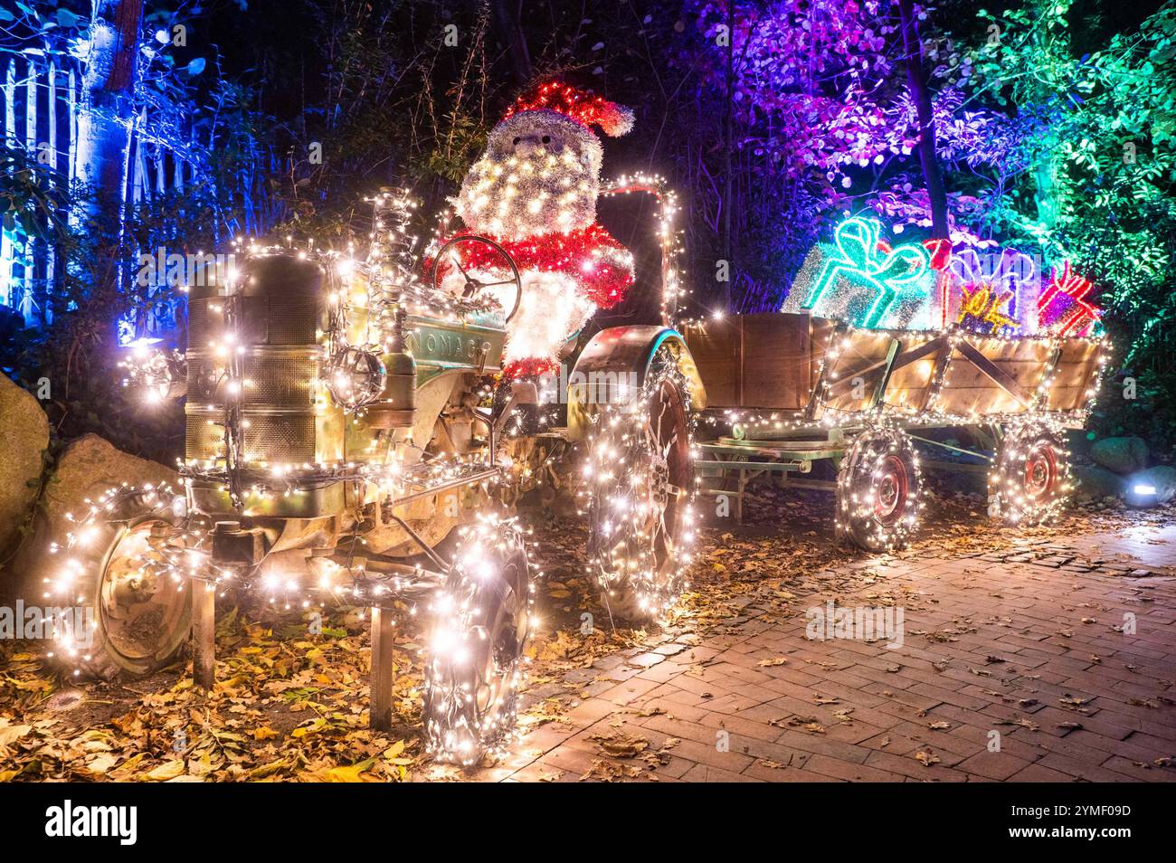 Hannover, Deutschland. November 2024. Eine Lichtinstallation in Form des Weihnachtsmanns auf einem Traktor, aufgenommen im „Weihnachtsgarten Hannover“. Ein fast zwei Kilometer langer Rundweg ist im Erlebniszoo Hannover mit vielen Lichtern geschmückt. Quelle: Alicia Windzio/dpa/Alamy Live News Stockfoto