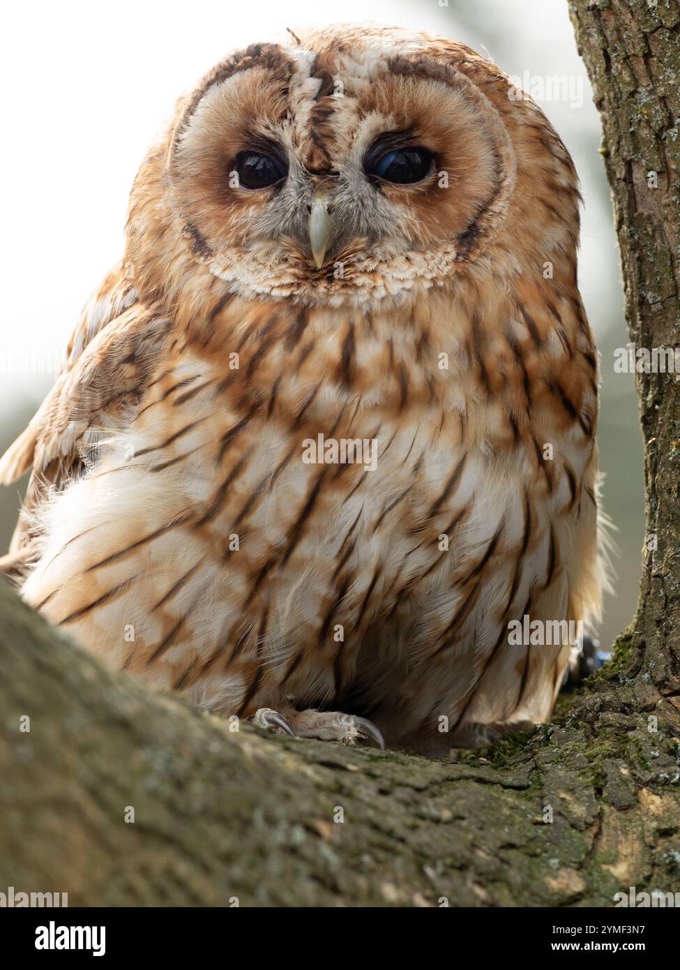 Tawny Eulen in einem Baum, Bristol Woodland UK [ Strix Aluco ] Stockfoto