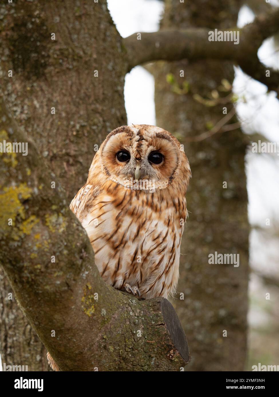Tawny Eulen in einem Baum, Bristol Woodland UK [ Strix Aluco ] Stockfoto