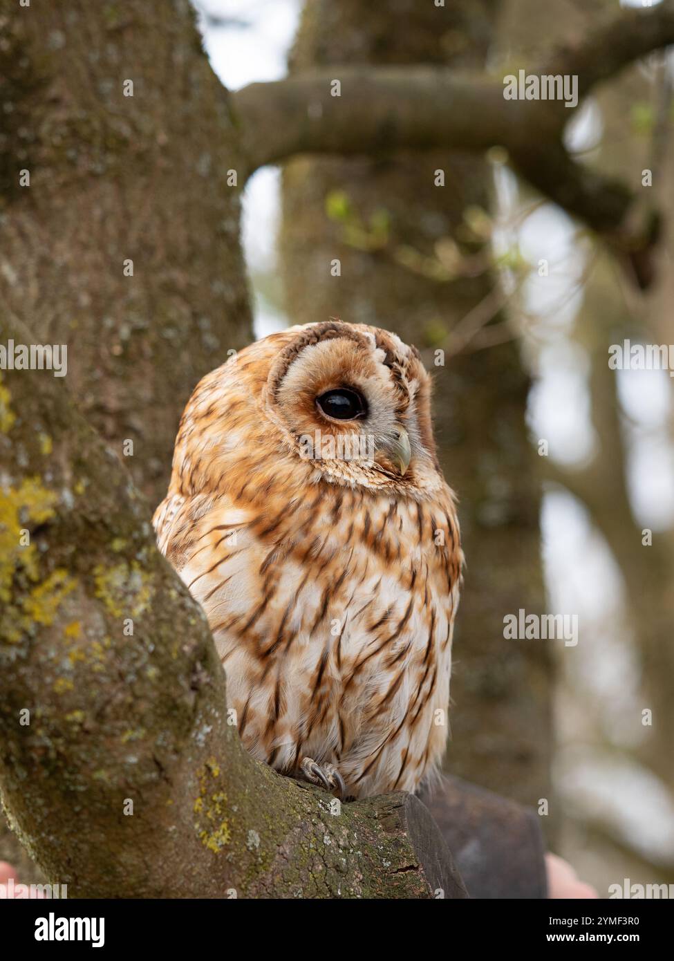 Tawny Eulen in einem Baum, Bristol Woodland UK [ Strix Aluco ] Stockfoto