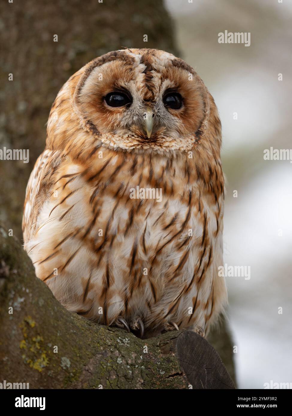 Tawny Eulen in einem Baum, Bristol Woodland UK [ Strix Aluco ] Stockfoto