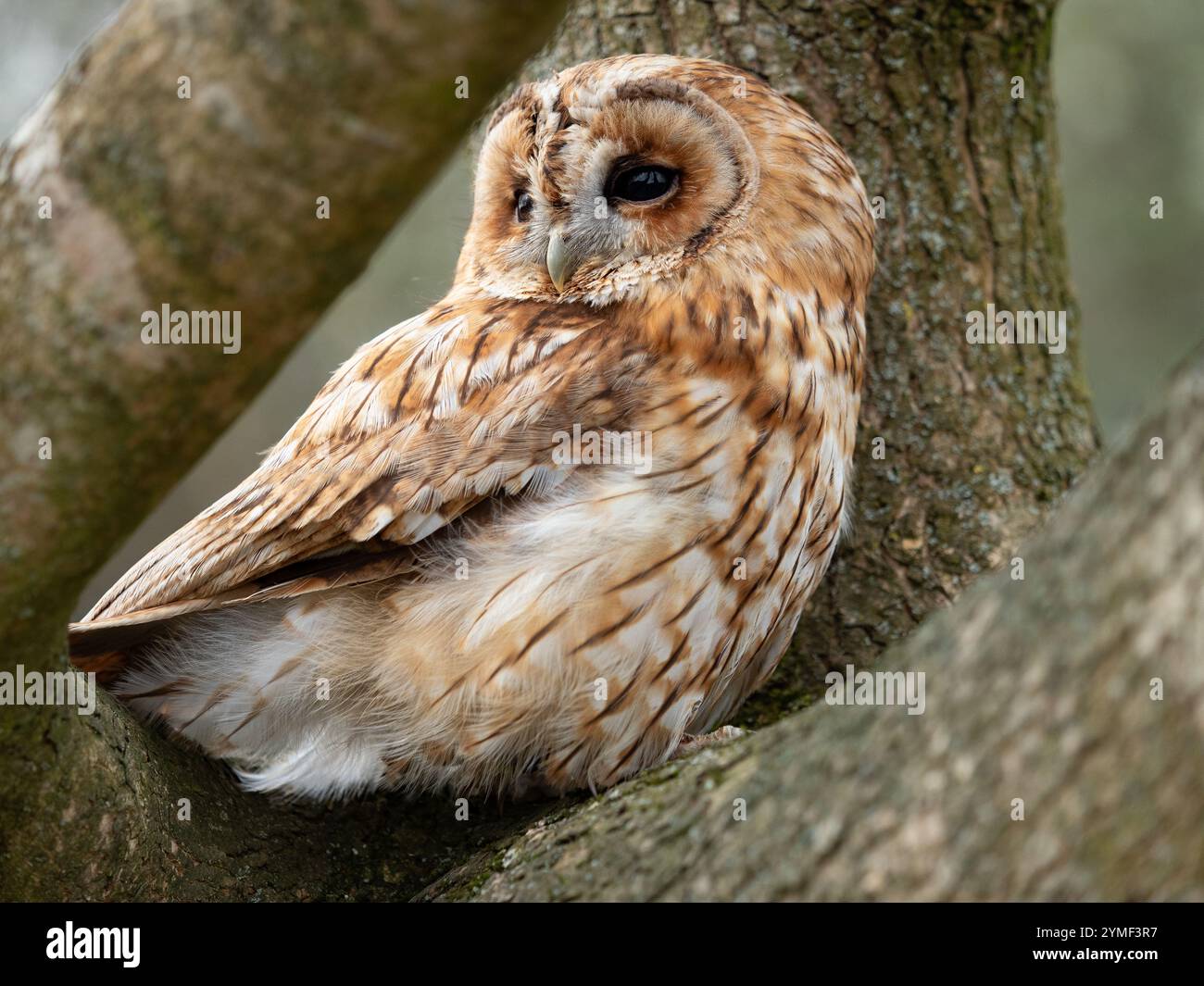 Tawny Eulen in einem Baum, Bristol Woodland UK [ Strix Aluco ] Stockfoto