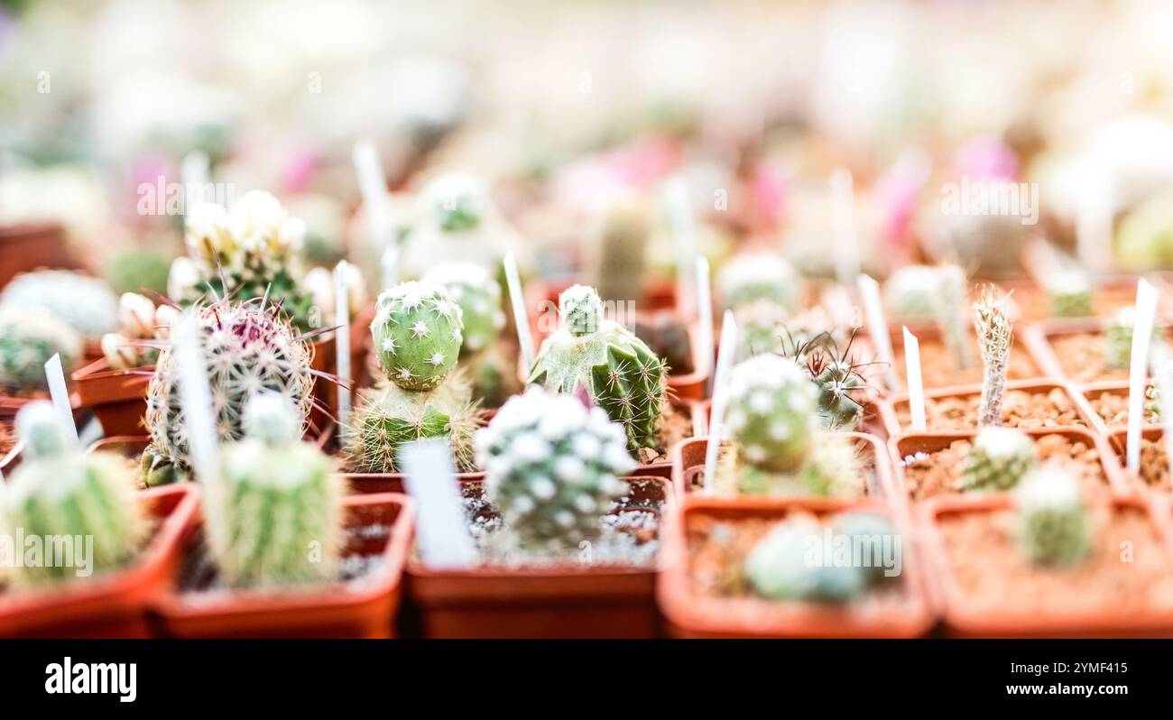 Verschiedene kleine Kakteen in Töpfen am Marktstand Stockfoto