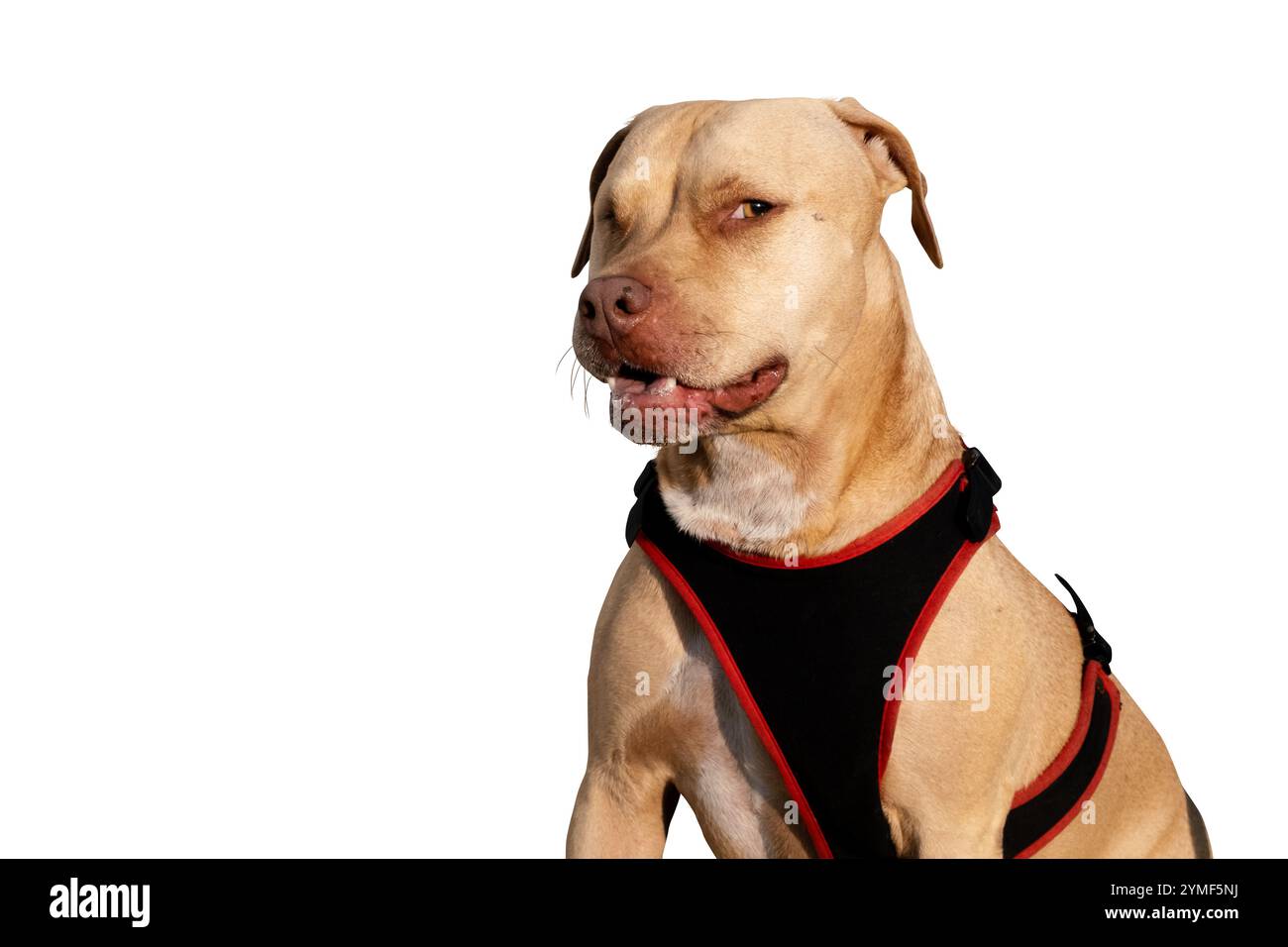 Ein beeindruckendes Porträt eines einäugigen Pitbull, der ruhig sitzt und seine Widerstandsfähigkeit, seinen Charme und seine einzigartige Schönheit zeigt. Ein wahres Symbol für Stärke und Liebe. Stockfoto