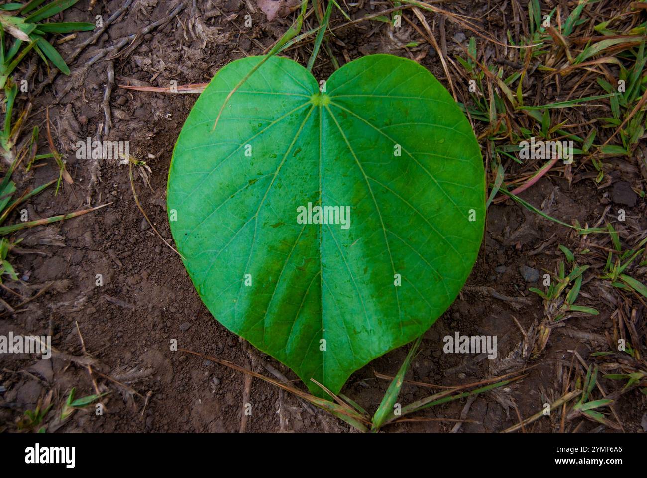 Heart Leaf on Trail auf Maui Hawaii Stockfoto