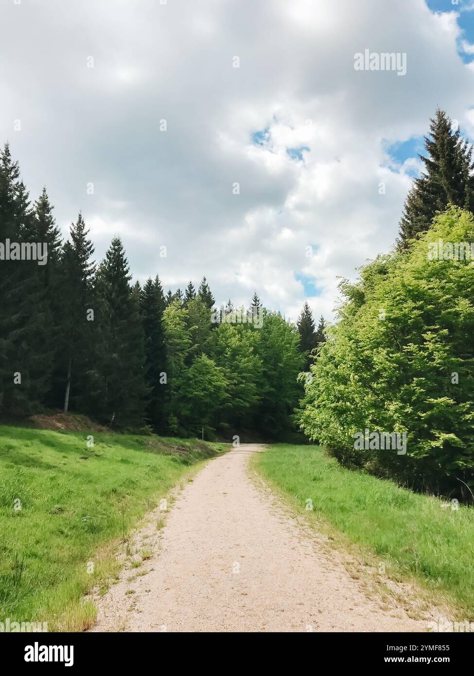 Eine unbefestigte Straße mit Bäumen auf beiden Seiten. Die Straße ist leer und der Himmel ist bewölkt Stockfoto