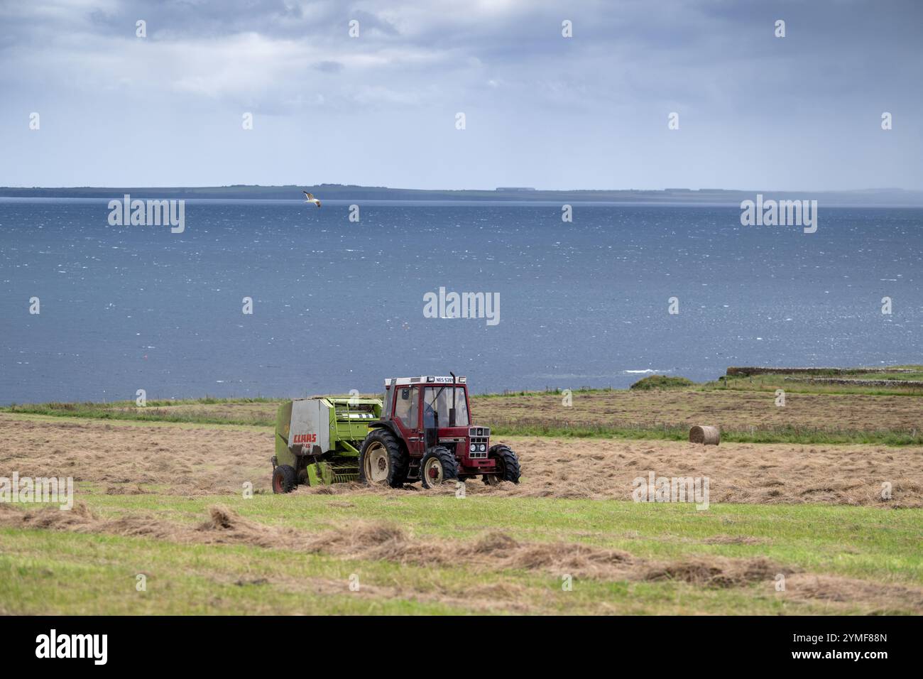 Landwirt ballt runde Heuballen mit einem alten internationalen Traktor und Claas Ballenpresse mit Blick auf Sinclair Bay in der Nähe von Keiss Castle im schottischen Highl Stockfoto
