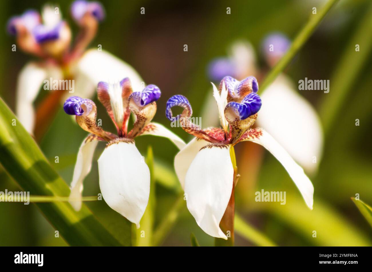 Neomarica gracilis (Walking Iris) blüht in einem Garten Stockfoto