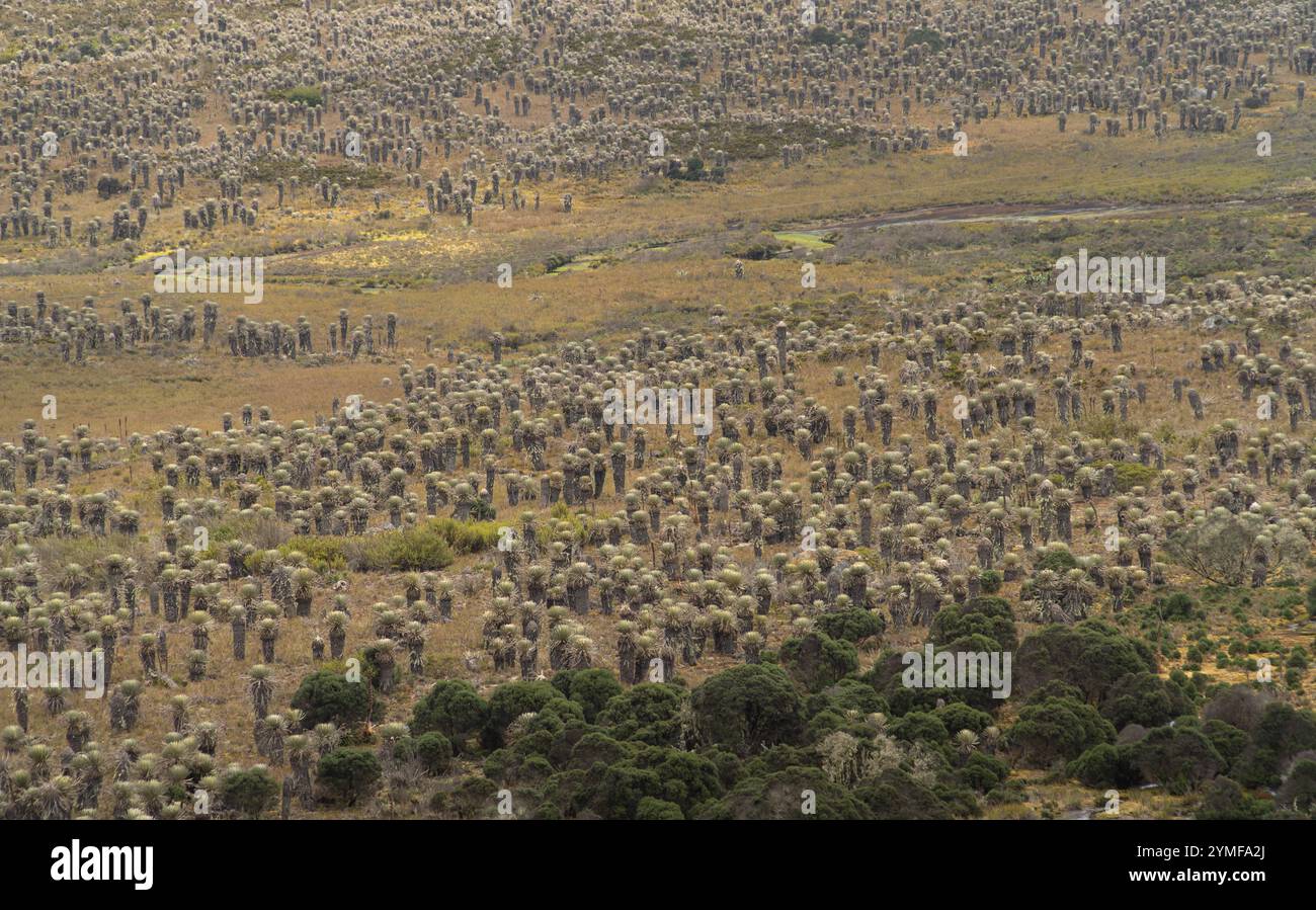 Aus der Vogelperspektive auf ein wunderschönes Tal von Frailejones (Espeletia) in einem kolumbianischen páramo, mit einer kleinen Wasserquelle und Bäumen anderer Arten. Stockfoto