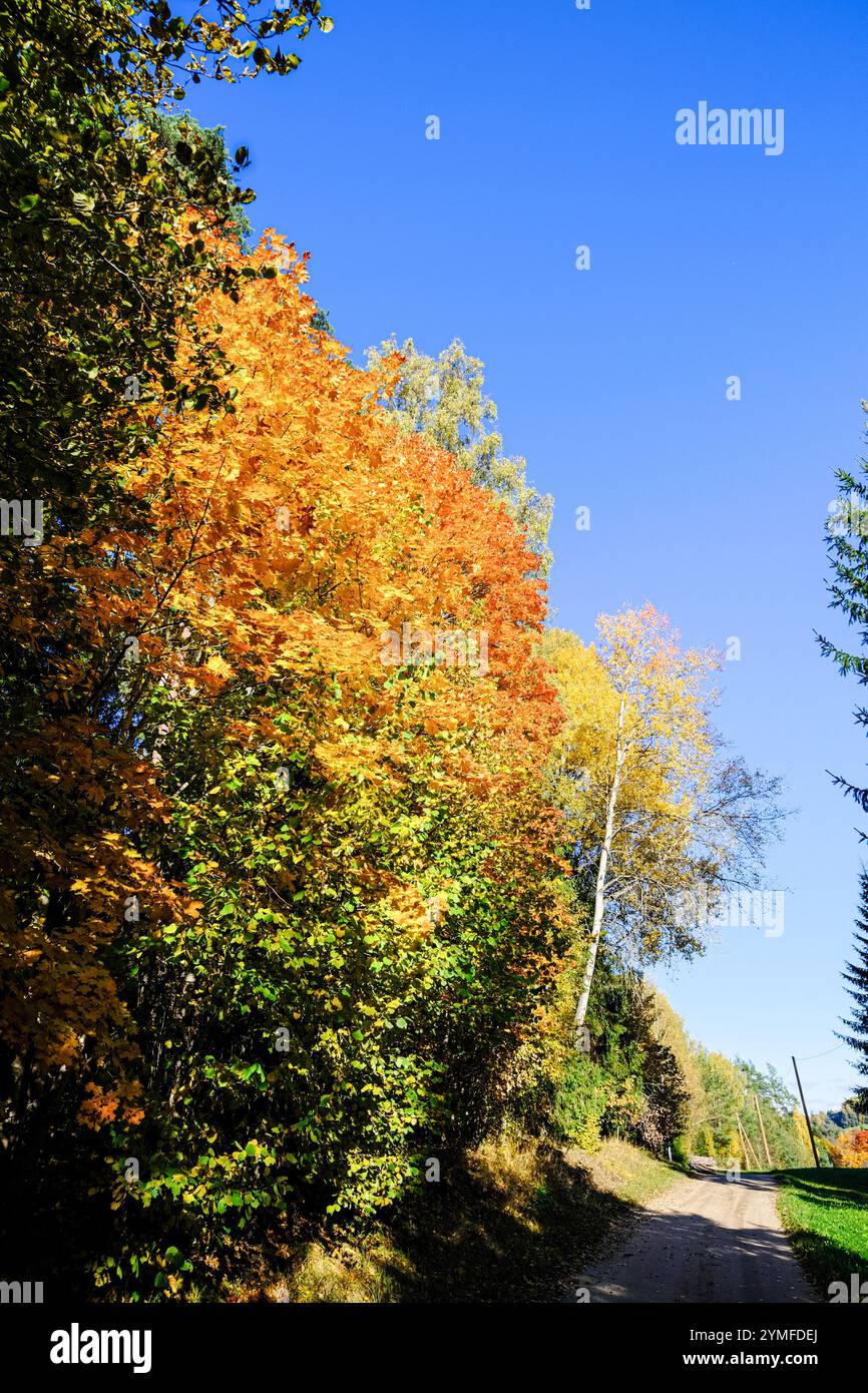 Lebhafte Herbstbäume mit goldenen und orangefarbenen Blättern säumen an einem sonnigen Tag einen unbefestigten Weg unter einem klaren blauen Himmel. Stockfoto