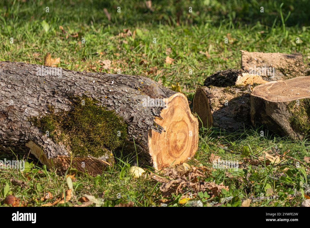Gefallener Baumstamm mit moosbedeckter Rinde und freiliegender Holzkorn, der auf grasbewachsenem Boden inmitten verstreuter Herbstblätter im Sonnenlicht liegt. Stockfoto