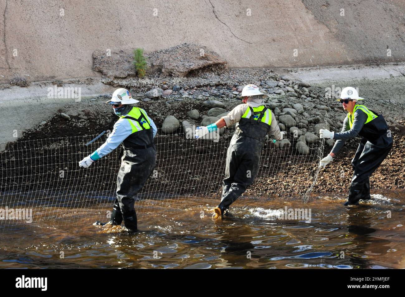 Mesa, Arizona, USA. November 2024. Der Weiße amurfisch, der für die Kontrolle der aquatischen Vegetation wichtig ist, wird während der Wartung des Kanalsystems des Salt River Project in Central Arizona verlegt, das 2,5 Millionen Einwohner des Gebiets Phoenix Wasser für die landwirtschaftliche, industrielle und kommunale Nutzung liefert. Die Besatzungen entwässerten Abschnitte des 131 km langen Kanalnetzes im Rahmen der jährlichen Wartung, die Reparaturen und die Beseitigung von Schlamm umfasst. Die weißen amurfische reduzieren den Bedarf an chemischen Behandlungen, indem sie das Pflanzenwachstum in den Kanälen auf natürliche Weise kontrollieren. (Kreditbild: © Eduardo Barraza/ZUMA Press Wire) E Stockfoto