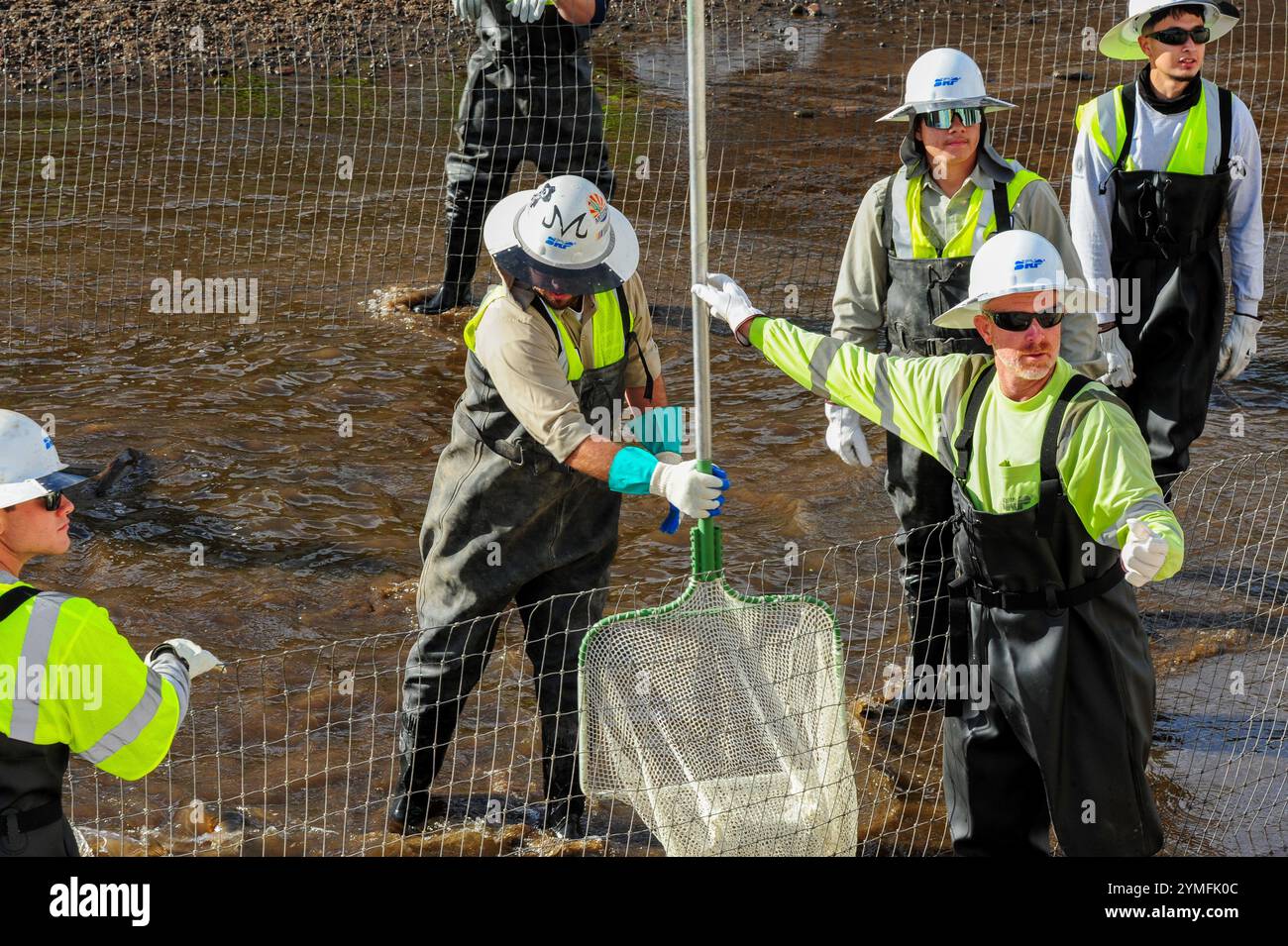 Mesa, Arizona, USA. November 2024. Der Weiße amurfisch, der für die Kontrolle der aquatischen Vegetation wichtig ist, wird während der Wartung des Kanalsystems des Salt River Project in Central Arizona verlegt, das 2,5 Millionen Einwohner des Gebiets Phoenix Wasser für die landwirtschaftliche, industrielle und kommunale Nutzung liefert. Die Besatzungen entwässerten Abschnitte des 131 km langen Kanalnetzes im Rahmen der jährlichen Wartung, die Reparaturen und die Beseitigung von Schlamm umfasst. Die weißen amurfische reduzieren den Bedarf an chemischen Behandlungen, indem sie das Pflanzenwachstum in den Kanälen auf natürliche Weise kontrollieren. (Kreditbild: © Eduardo Barraza/ZUMA Press Wire) E Stockfoto