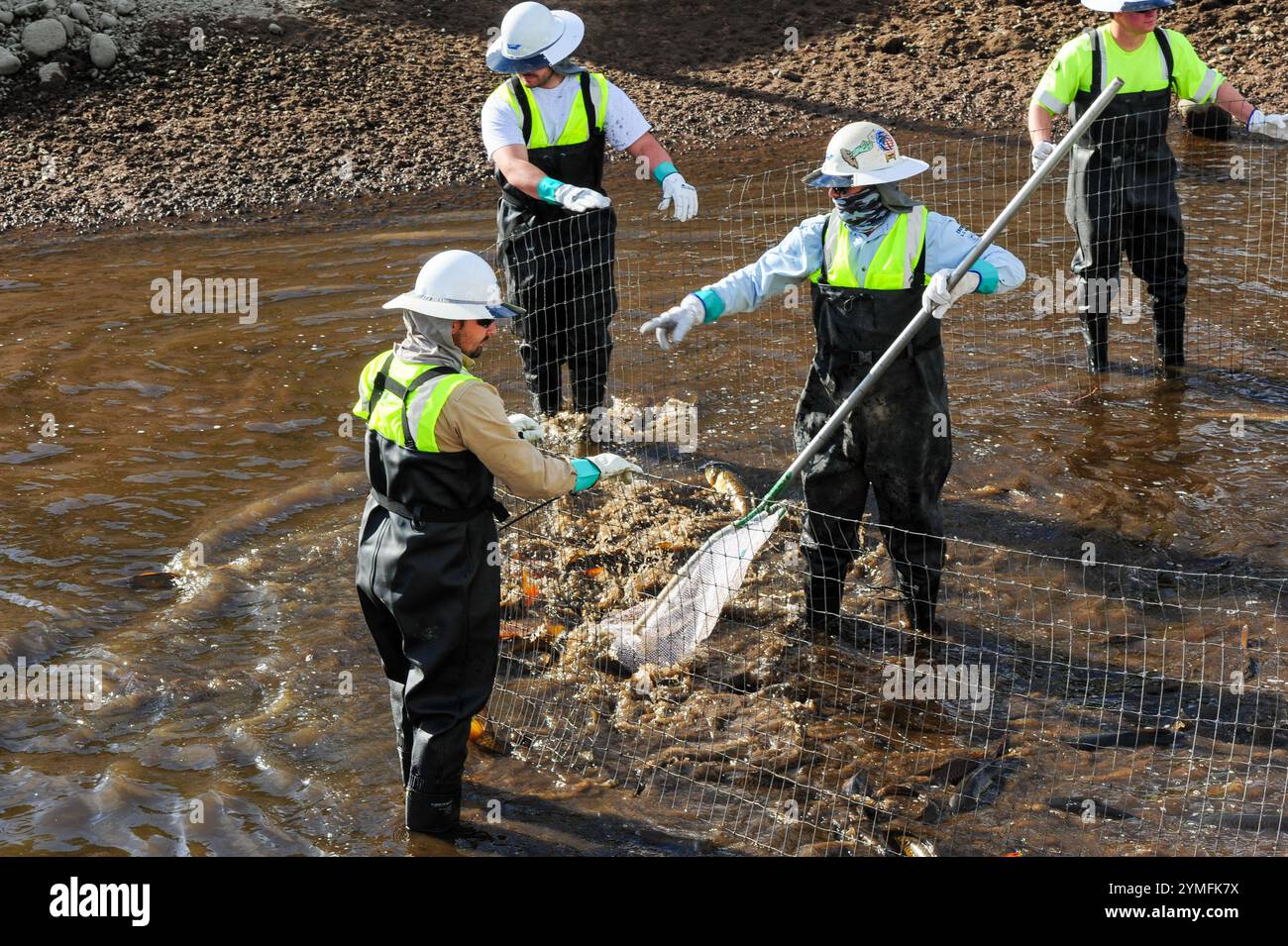 Mesa, Arizona, USA. November 2024. Der Weiße amurfisch, der für die Kontrolle der aquatischen Vegetation wichtig ist, wird während der Wartung des Kanalsystems des Salt River Project in Central Arizona verlegt, das 2,5 Millionen Einwohner des Gebiets Phoenix Wasser für die landwirtschaftliche, industrielle und kommunale Nutzung liefert. Die Besatzungen entwässerten Abschnitte des 131 km langen Kanalnetzes im Rahmen der jährlichen Wartung, die Reparaturen und die Beseitigung von Schlamm umfasst. Die weißen amurfische reduzieren den Bedarf an chemischen Behandlungen, indem sie das Pflanzenwachstum in den Kanälen auf natürliche Weise kontrollieren. (Kreditbild: © Eduardo Barraza/ZUMA Press Wire) E Stockfoto
