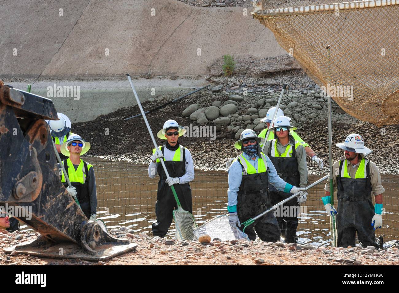 Mesa, Arizona, USA. November 2024. Der Weiße amurfisch, der für die Kontrolle der aquatischen Vegetation wichtig ist, wird während der Wartung des Kanalsystems des Salt River Project in Central Arizona verlegt, das 2,5 Millionen Einwohner des Gebiets Phoenix Wasser für die landwirtschaftliche, industrielle und kommunale Nutzung liefert. Die Besatzungen entwässerten Abschnitte des 131 km langen Kanalnetzes im Rahmen der jährlichen Wartung, die Reparaturen und die Beseitigung von Schlamm umfasst. Die weißen amurfische reduzieren den Bedarf an chemischen Behandlungen, indem sie das Pflanzenwachstum in den Kanälen auf natürliche Weise kontrollieren. (Kreditbild: © Eduardo Barraza/ZUMA Press Wire) E Stockfoto