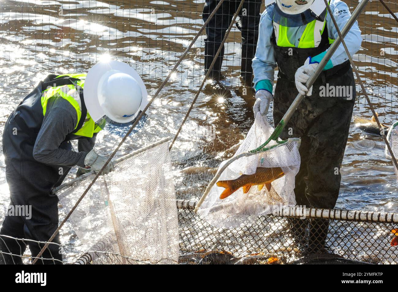 Mesa, Arizona, USA. November 2024. Der Weiße amurfisch, der für die Kontrolle der aquatischen Vegetation wichtig ist, wird während der Wartung des Kanalsystems des Salt River Project in Central Arizona verlegt, das 2,5 Millionen Einwohner des Gebiets Phoenix Wasser für die landwirtschaftliche, industrielle und kommunale Nutzung liefert. Die Besatzungen entwässerten Abschnitte des 131 km langen Kanalnetzes im Rahmen der jährlichen Wartung, die Reparaturen und die Beseitigung von Schlamm umfasst. Die weißen amurfische reduzieren den Bedarf an chemischen Behandlungen, indem sie das Pflanzenwachstum in den Kanälen auf natürliche Weise kontrollieren. (Kreditbild: © Eduardo Barraza/ZUMA Press Wire) E Stockfoto