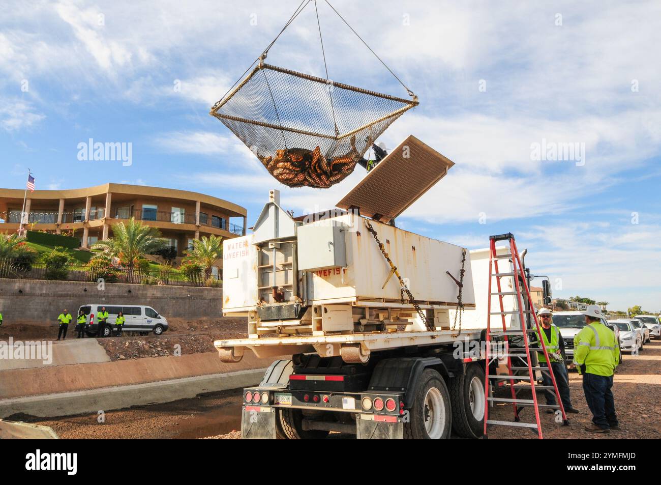 Mesa, Arizona, USA. November 2024. Der Weiße amurfisch, der für die Kontrolle der aquatischen Vegetation wichtig ist, wird während der Wartung des Kanalsystems des Salt River Project in Central Arizona verlegt, das 2,5 Millionen Einwohner des Gebiets Phoenix Wasser für die landwirtschaftliche, industrielle und kommunale Nutzung liefert. Die Besatzungen entwässerten Abschnitte des 131 km langen Kanalnetzes im Rahmen der jährlichen Wartung, die Reparaturen und die Beseitigung von Schlamm umfasst. Die weißen amurfische reduzieren den Bedarf an chemischen Behandlungen, indem sie das Pflanzenwachstum in den Kanälen auf natürliche Weise kontrollieren. (Kreditbild: © Eduardo Barraza/ZUMA Press Wire) E Stockfoto