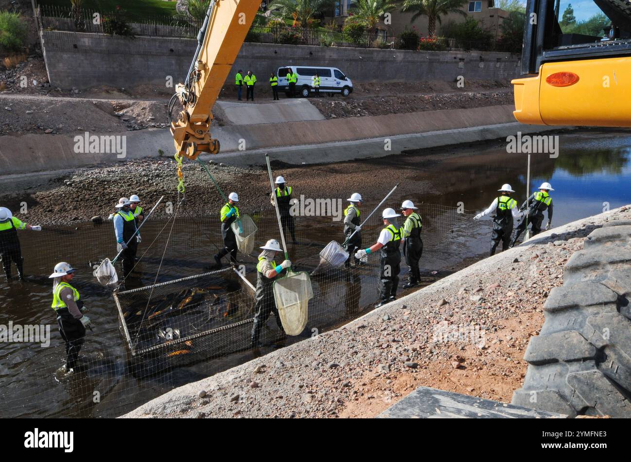 Mesa, Arizona, USA. November 2024. Der Weiße amurfisch, der für die Kontrolle der aquatischen Vegetation wichtig ist, wird während der Wartung des Kanalsystems des Salt River Project in Central Arizona verlegt, das 2,5 Millionen Einwohner des Gebiets Phoenix Wasser für die landwirtschaftliche, industrielle und kommunale Nutzung liefert. Die Besatzungen entwässerten Abschnitte des 131 km langen Kanalnetzes im Rahmen der jährlichen Wartung, die Reparaturen und die Beseitigung von Schlamm umfasst. Die weißen amurfische reduzieren den Bedarf an chemischen Behandlungen, indem sie das Pflanzenwachstum in den Kanälen auf natürliche Weise kontrollieren. (Kreditbild: © Eduardo Barraza/ZUMA Press Wire) E Stockfoto