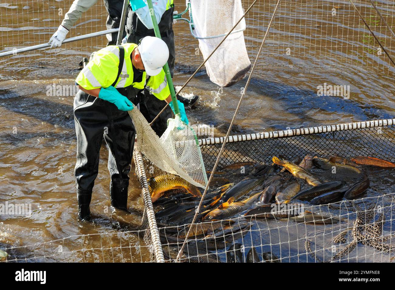 Mesa, Arizona, USA. November 2024. Der Weiße amurfisch, der für die Kontrolle der aquatischen Vegetation wichtig ist, wird während der Wartung des Kanalsystems des Salt River Project in Central Arizona verlegt, das 2,5 Millionen Einwohner des Gebiets Phoenix Wasser für die landwirtschaftliche, industrielle und kommunale Nutzung liefert. Die Besatzungen entwässerten Abschnitte des 131 km langen Kanalnetzes im Rahmen der jährlichen Wartung, die Reparaturen und die Beseitigung von Schlamm umfasst. Die weißen amurfische reduzieren den Bedarf an chemischen Behandlungen, indem sie das Pflanzenwachstum in den Kanälen auf natürliche Weise kontrollieren. (Kreditbild: © Eduardo Barraza/ZUMA Press Wire) E Stockfoto