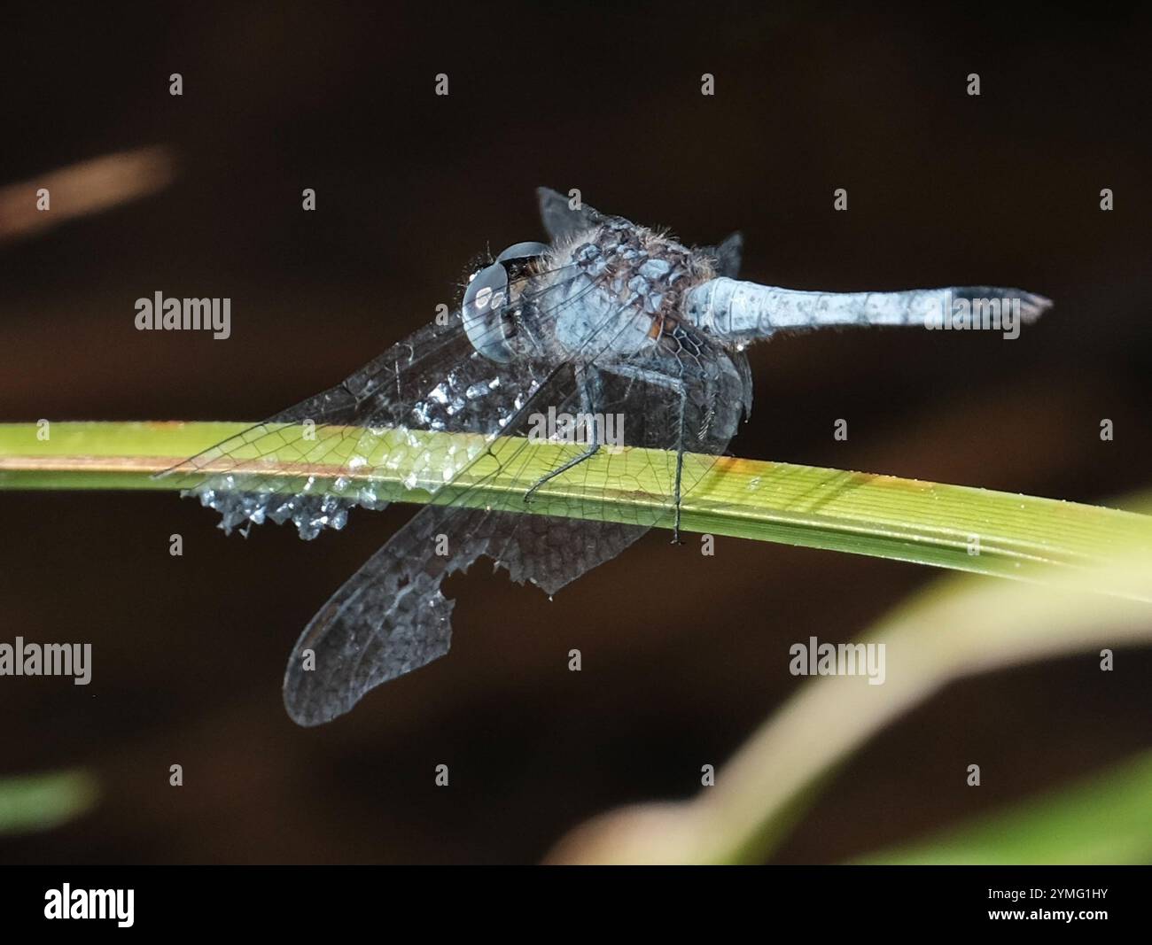 Little Blue Dragonlet (Erythrodiplax minuscula) Stockfoto