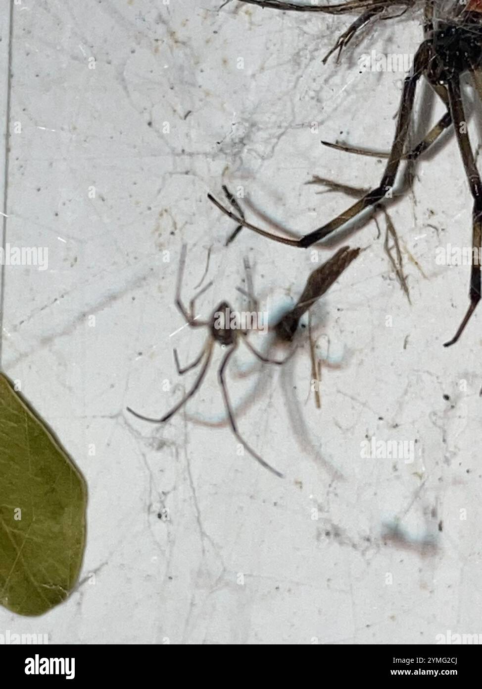 Braune Witwe (Latrodectus geometricus) Stockfoto