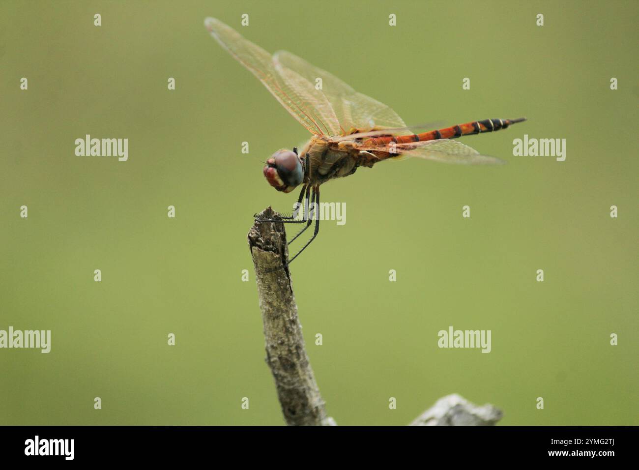 Schlüssellochgleiter (Tramea basilaris) Stockfoto
