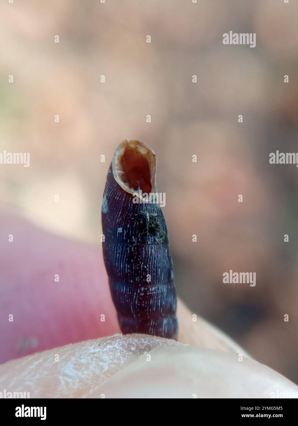 Gewöhnliche Türschnecke (Clausilia bidentata) Stockfoto